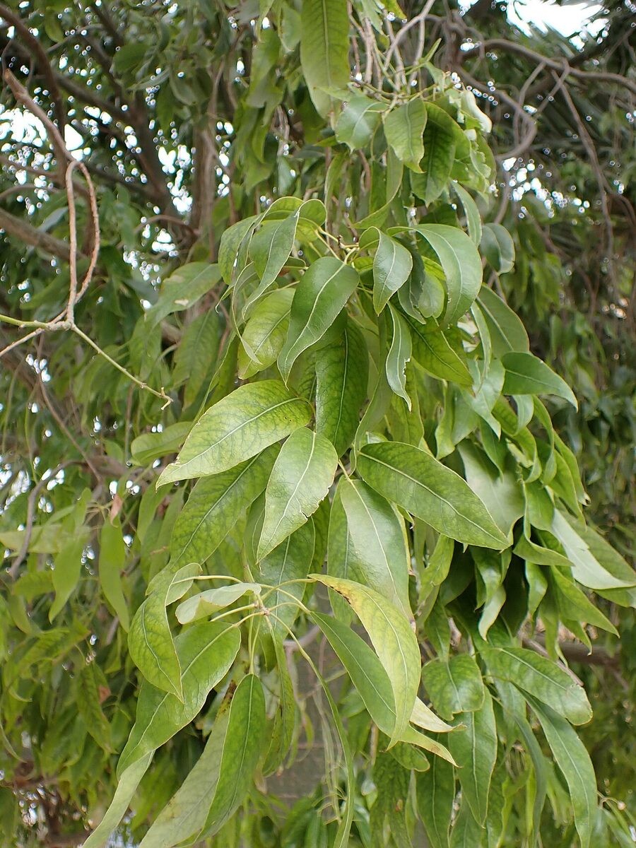 Брахихитон (Brachychiton rupestris) — внешний вид растения