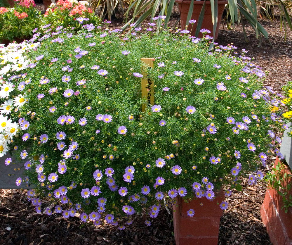 Брахикома (Brachycome iberidifolia) — внешний вид растения