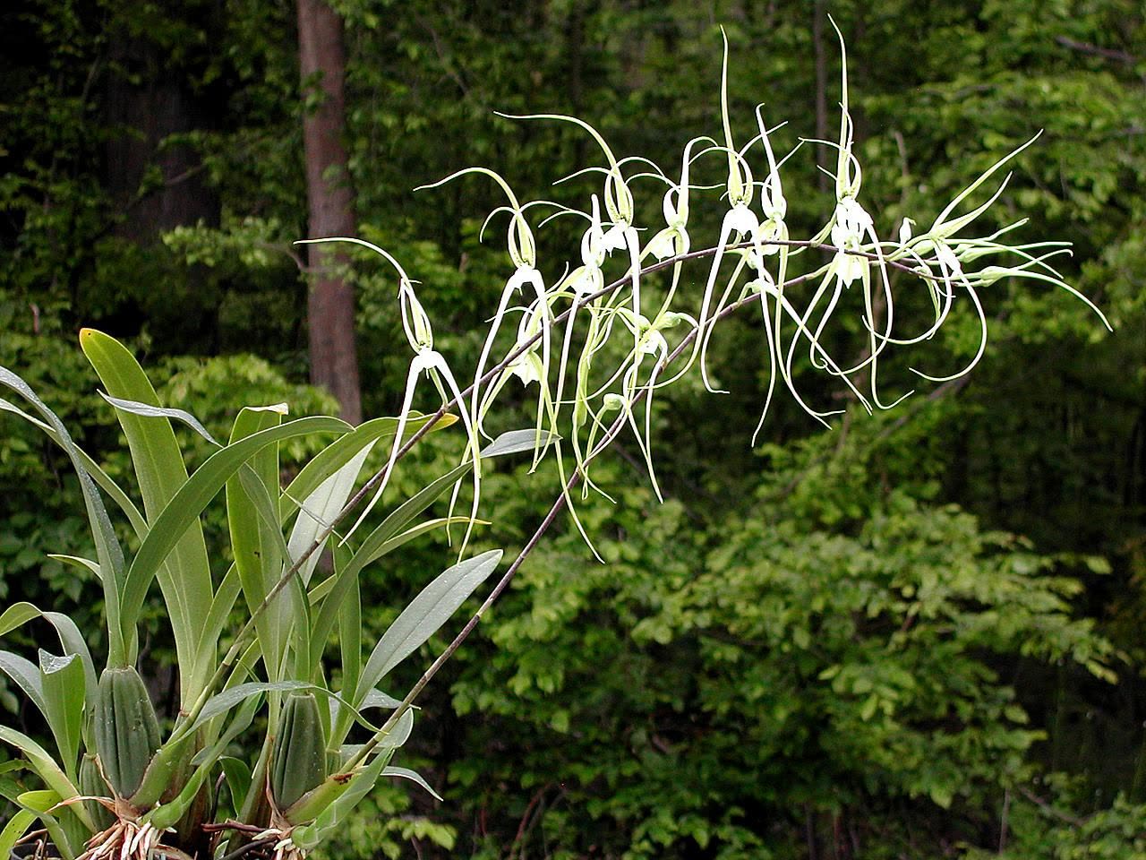 Брассия (Brassia verrucosa) — цветок с длинными узкими лепестками, напоминающий паука