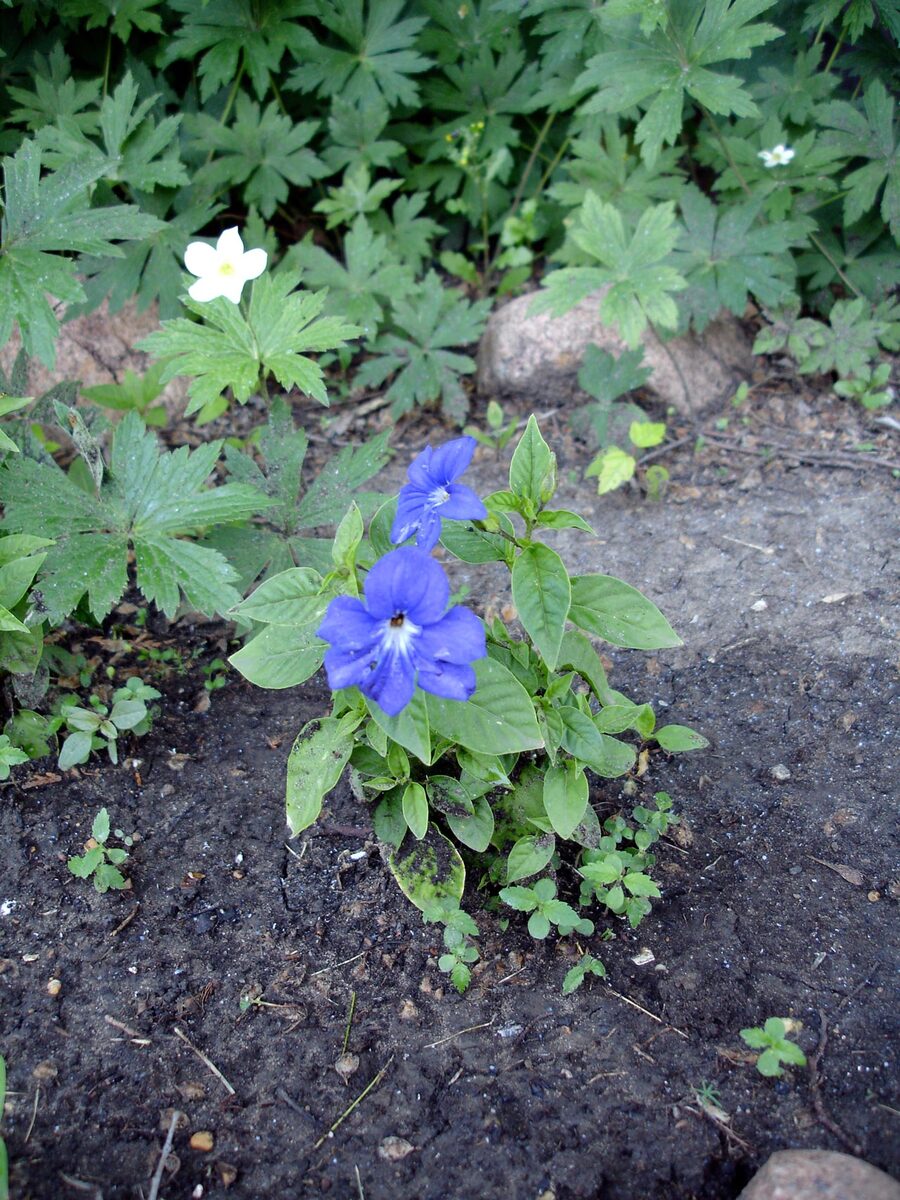 Броваллия (Browallia speciosa) — внешний вид растения