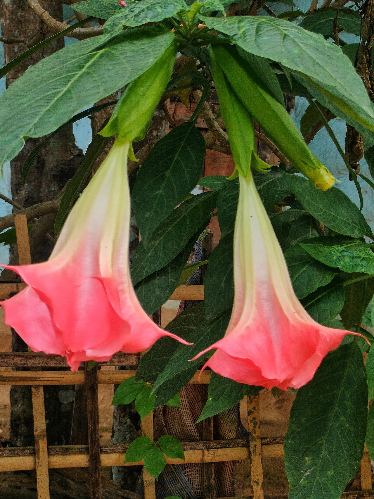 Бругмансия (Brugmansia) — внешний вид растения