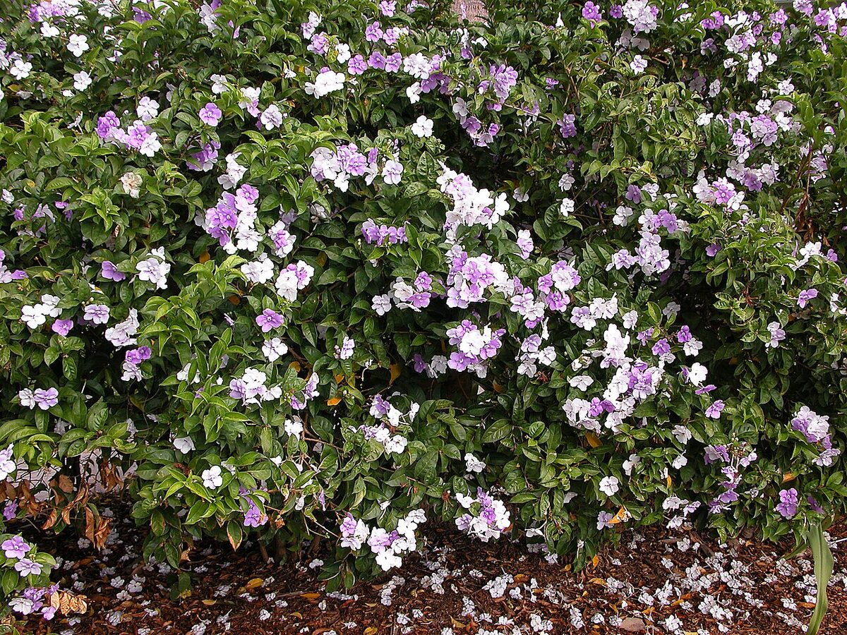 Брунфельсия (Brunfelsia pauciflora) — внешний вид растения