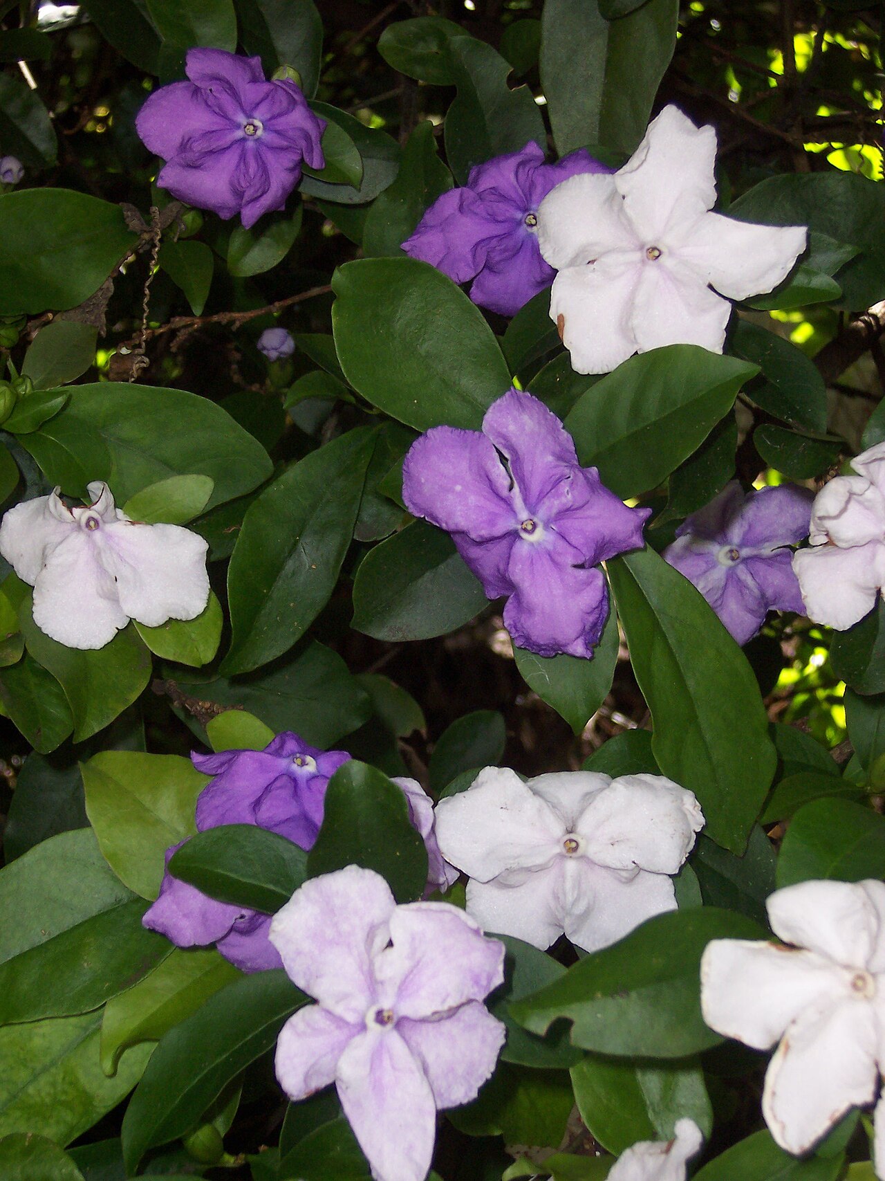 Брунфельсия (Brunfelsia) — внешний вид растения
