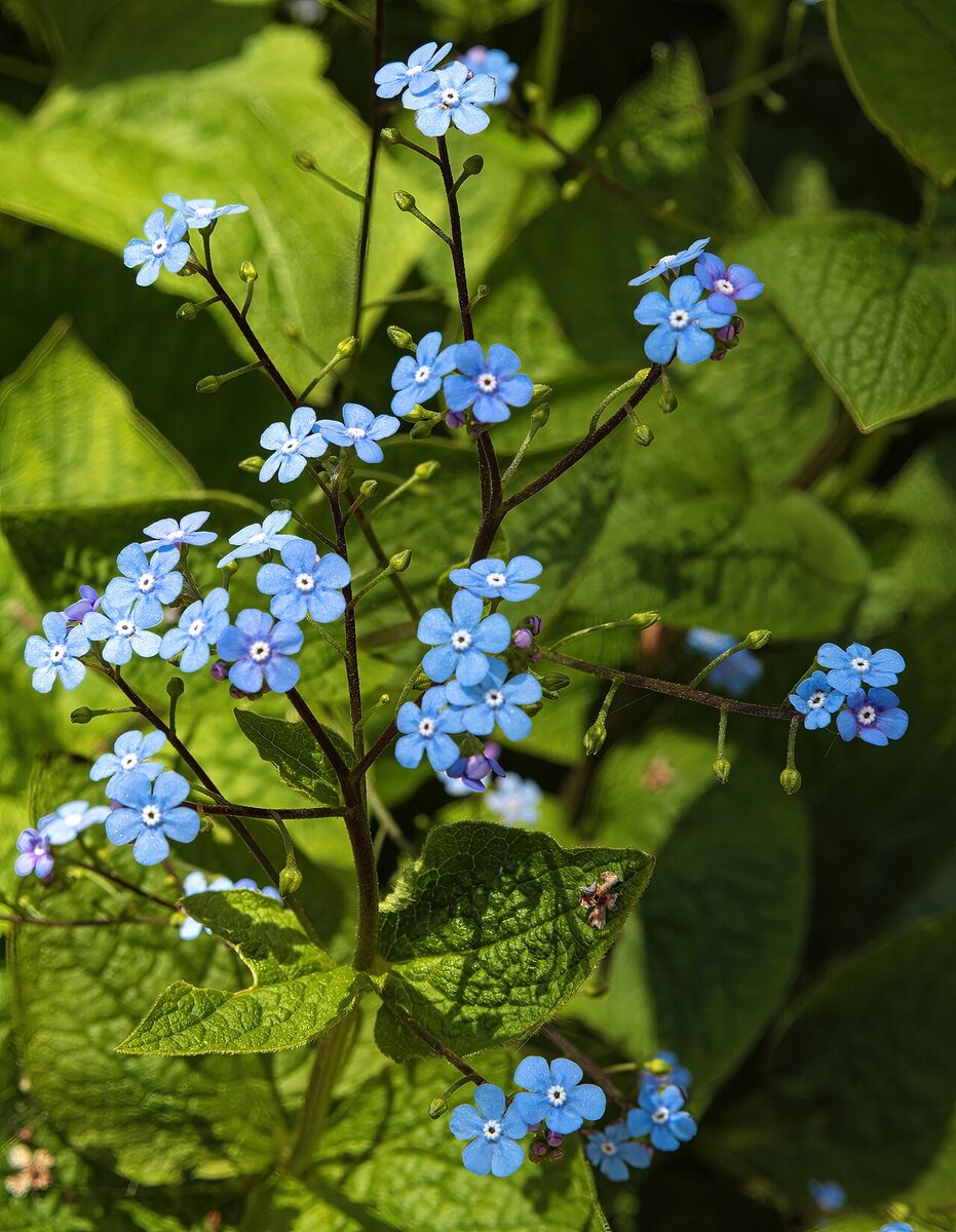 Бруннера (Brunnera macrophylla) — внешний вид растения
