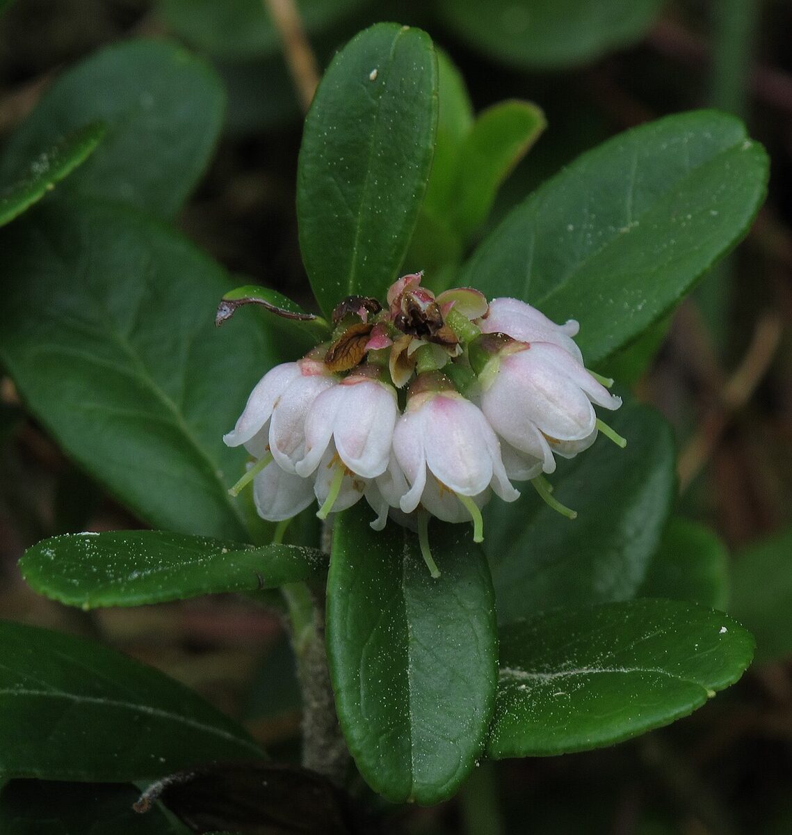 Брусника (Vaccinium vitis-idaea) — внешний вид растения