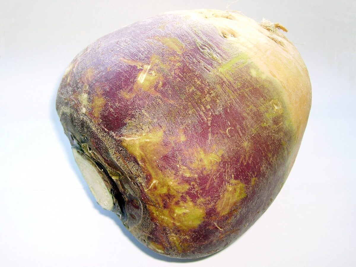 Брюква (Brassica napobrassica) — внешний вид растения