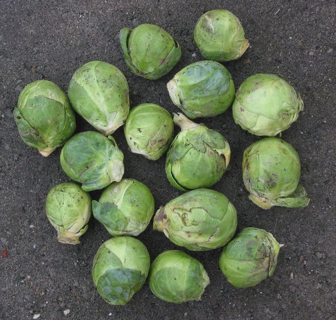Капуста брюссельская (Brassica oleracea var. gemmifera) — внешний вид растения