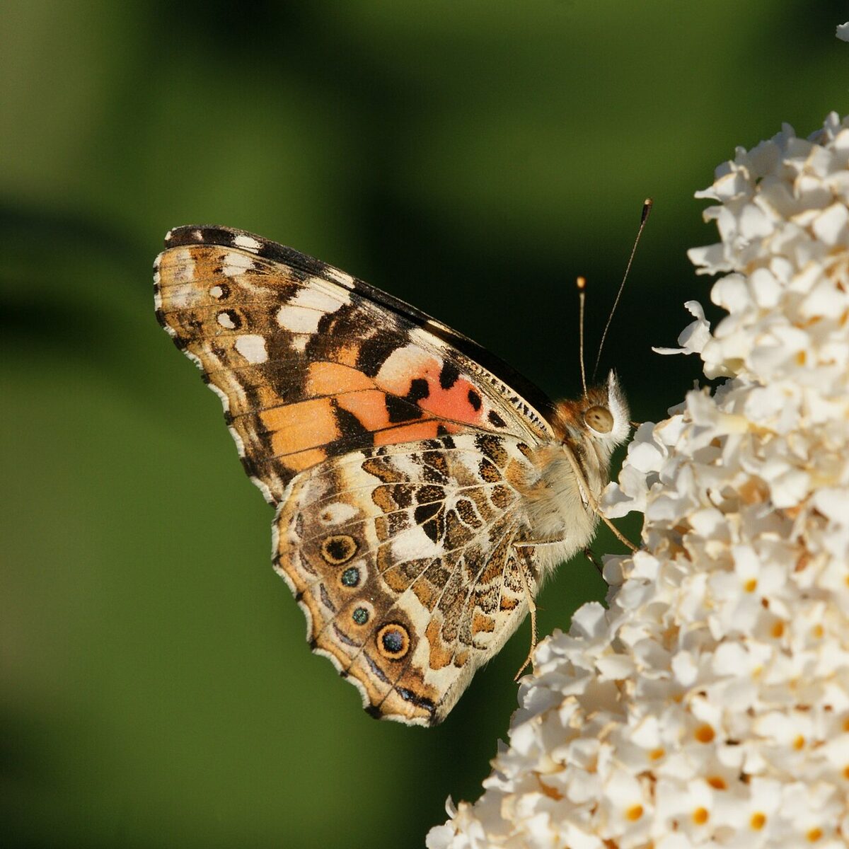 Будлея (Buddleja davidii) — внешний вид растения