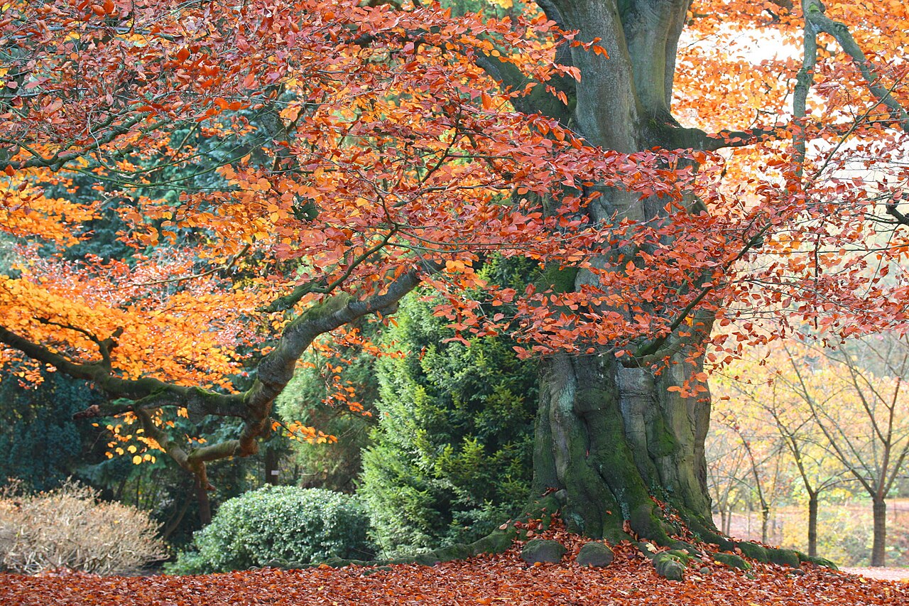 Бук (Fagus sylvatica) — внешний вид растения