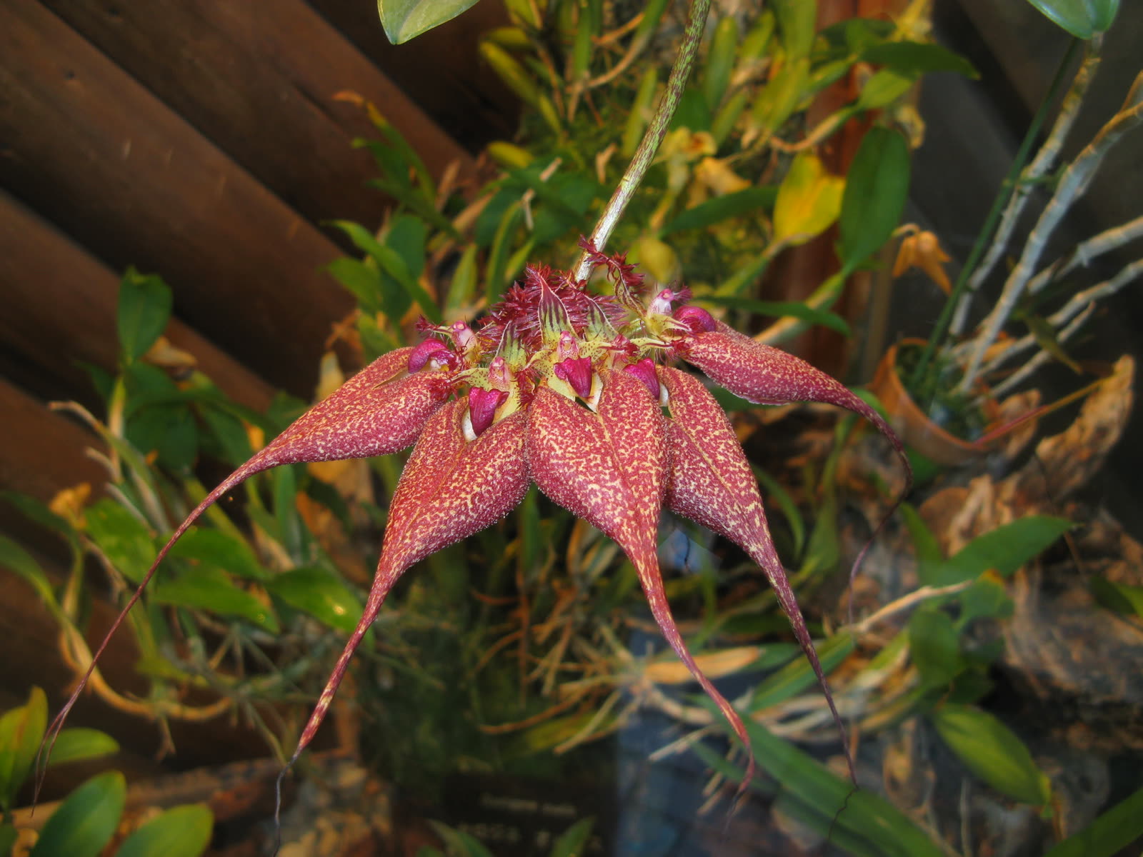 Бульбофиллум Ротшильда (Bulbophyllum rothschildianum) — зонтик тёмно-бордовых хвостатых цветков-звёзд