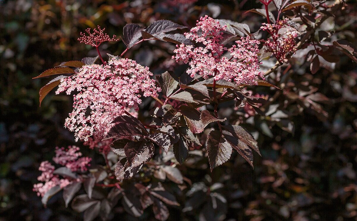 Бузина (Sambucus nigra) — внешний вид растения