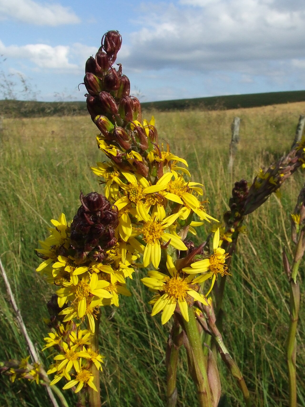 Бузульник (Ligularia) — внешний вид растения