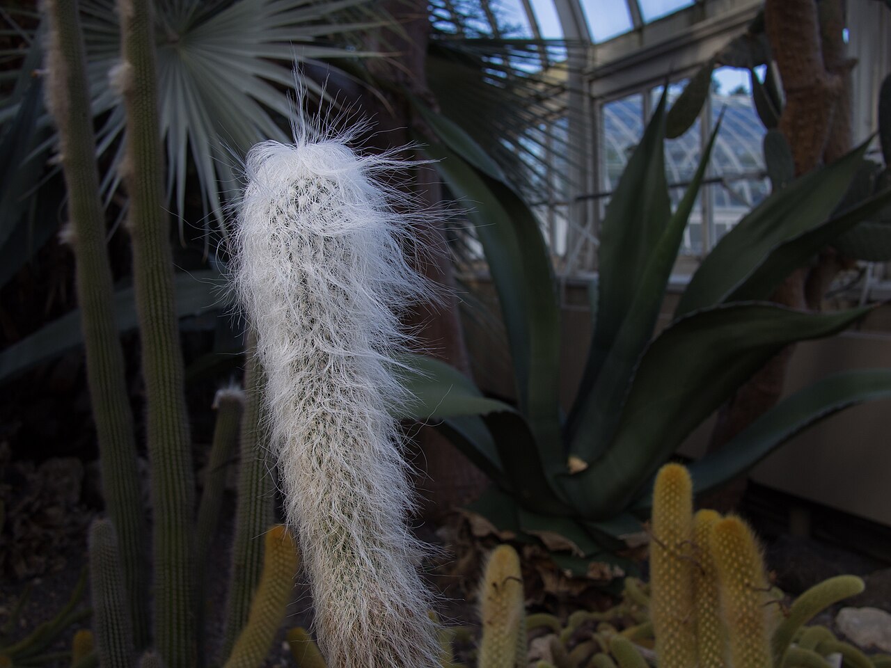 Цефалоцереус старческий (Cephalocereus senilis) — колонновидный кактус, полностью покрытый длинными белыми волосами