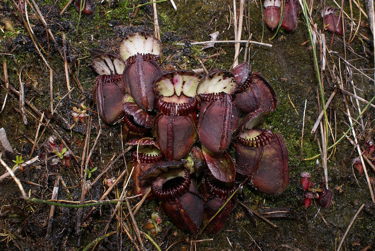 Цефалотус (Cephalotus follicularis) — внешний вид растения