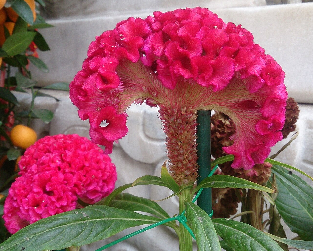 Целозия (Celosia) — внешний вид растения