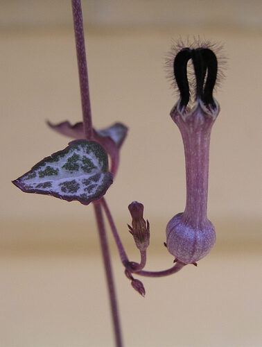 Церопегия (Ceropegia woodii) — внешний вид растения
