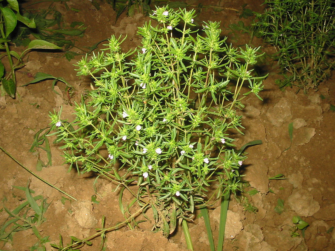 Чабер садовый (Satureja hortensis) — внешний вид растения