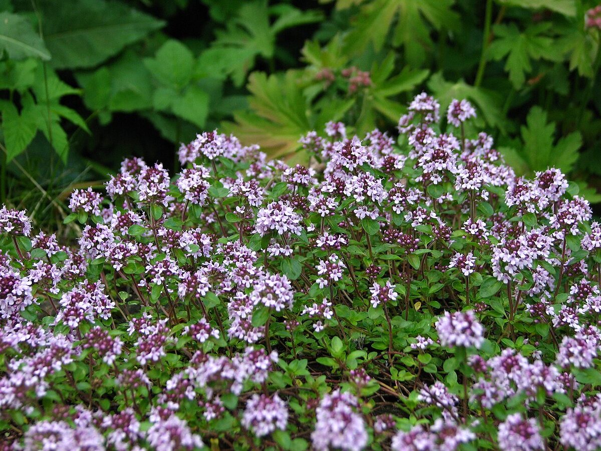 Чабрец (Thymus) — внешний вид растения