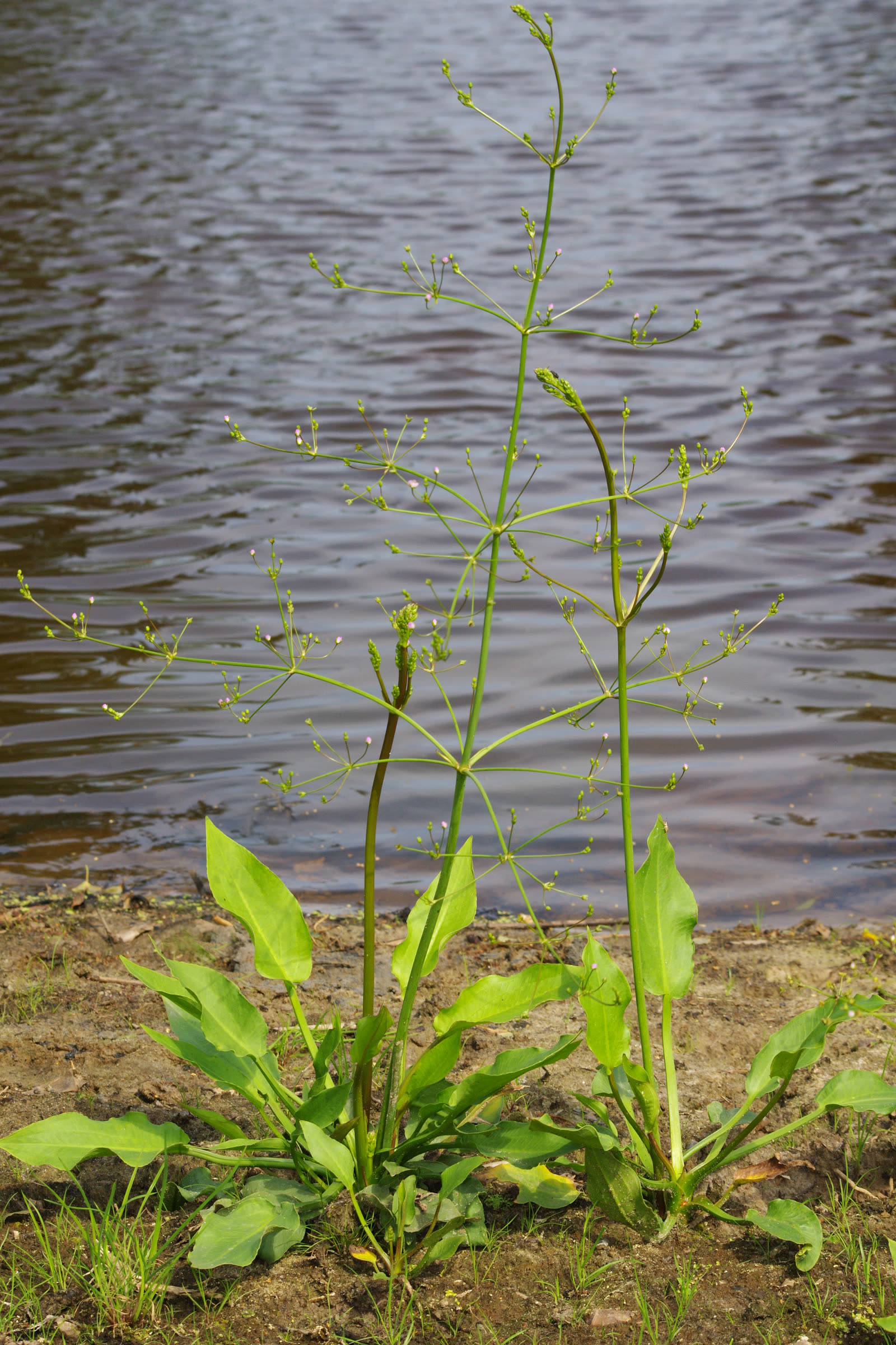 Частуха подорожниковая (Alisma plantago-aquatica) — широкие листья и ажурная метёлка цветков
