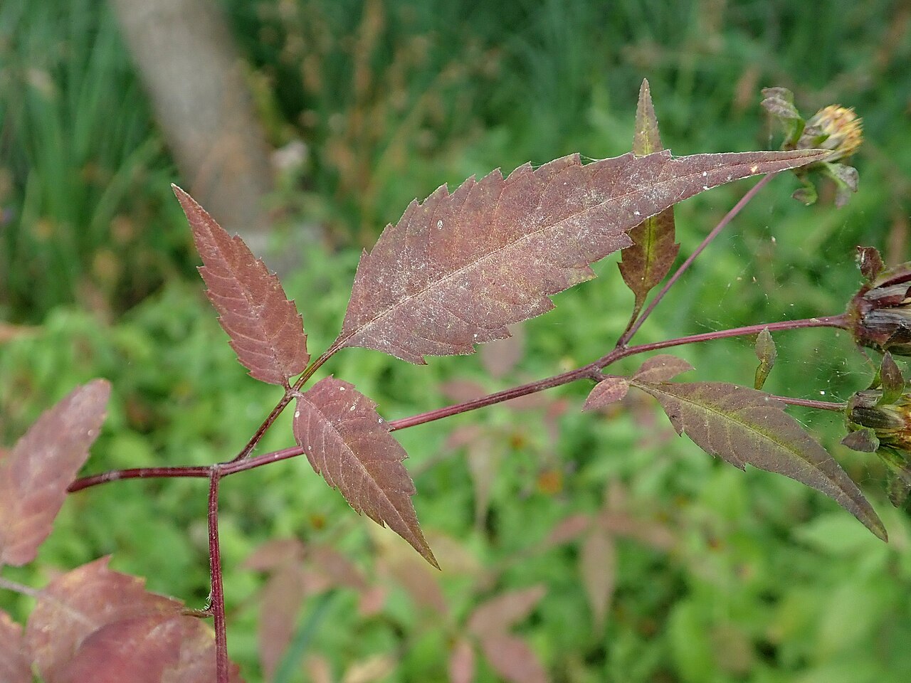 Череда (Bidens tripartita) — внешний вид растения