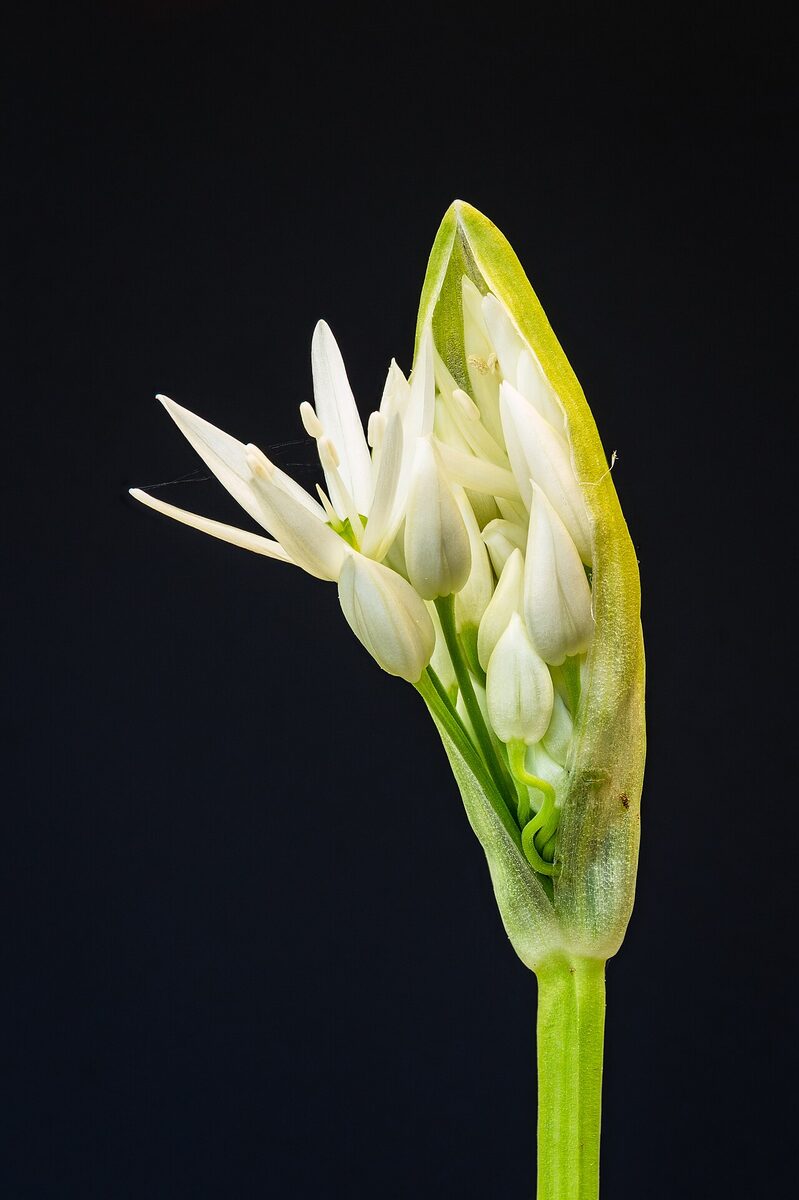 Черемша (Allium ursinum) — внешний вид растения
