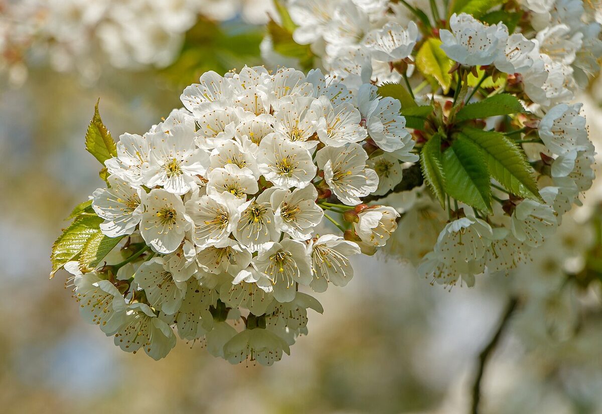 Черешня (Prunus avium) — внешний вид растения