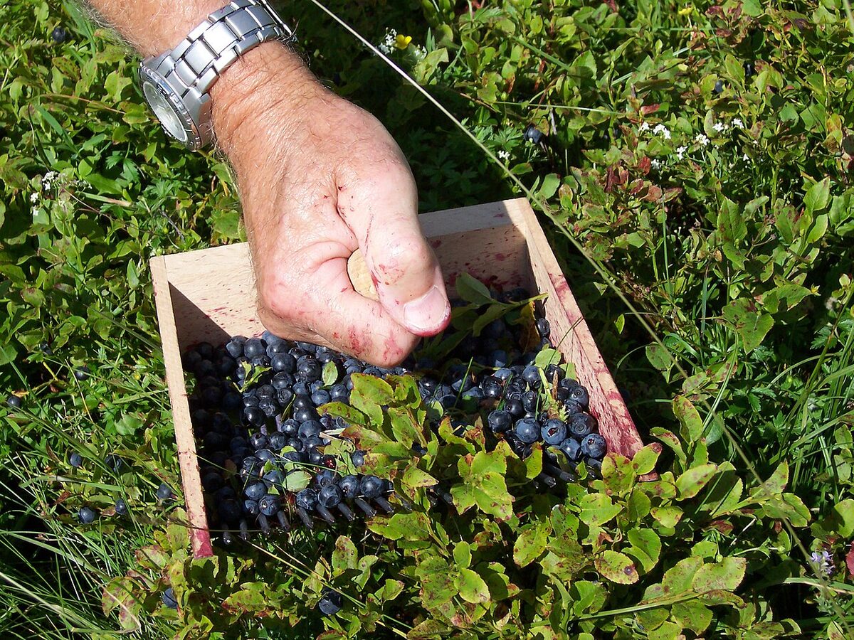 Черника (Vaccinium myrtillus) — внешний вид растения