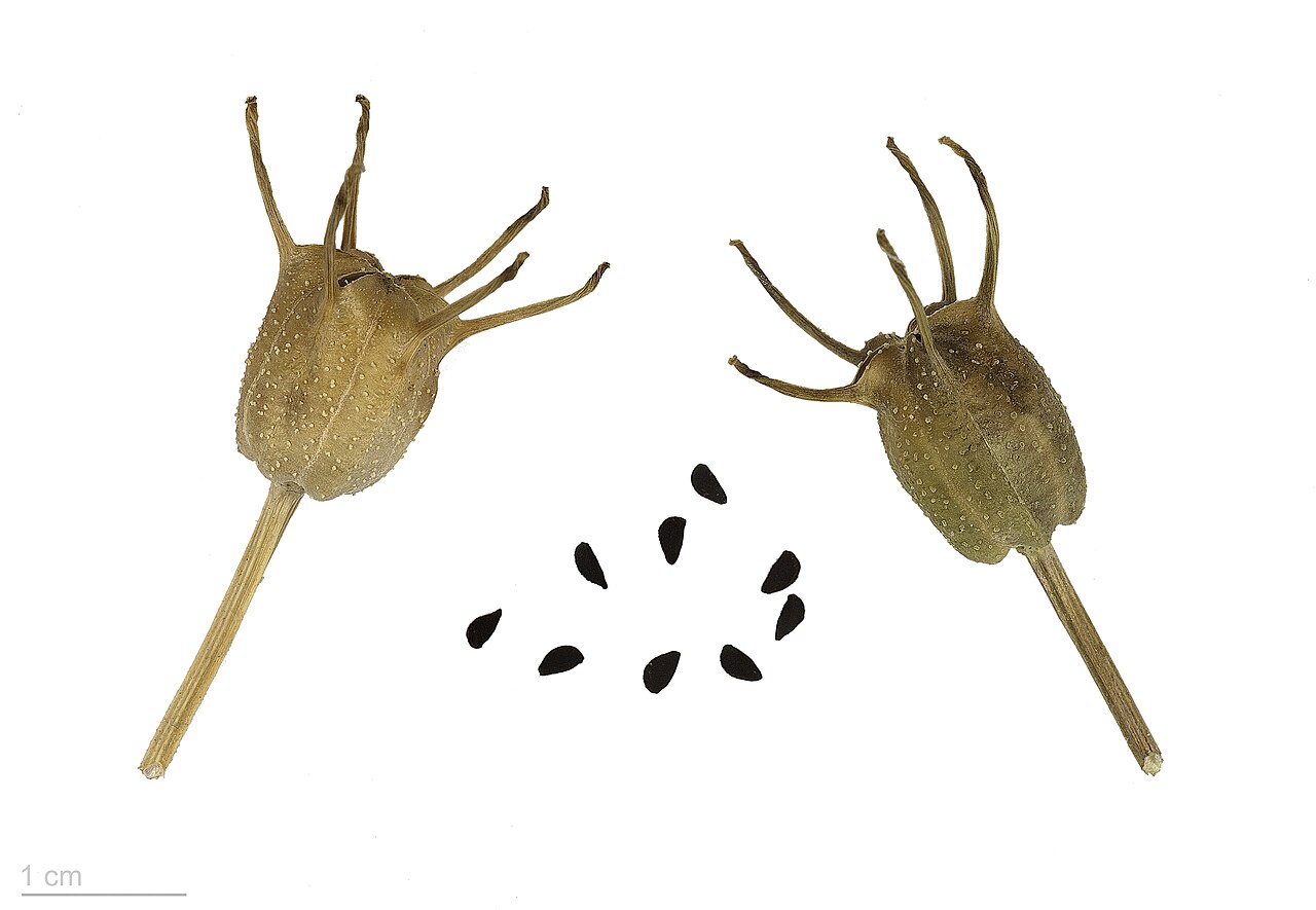 Чернушка посевная (Nigella sativa) — внешний вид растения