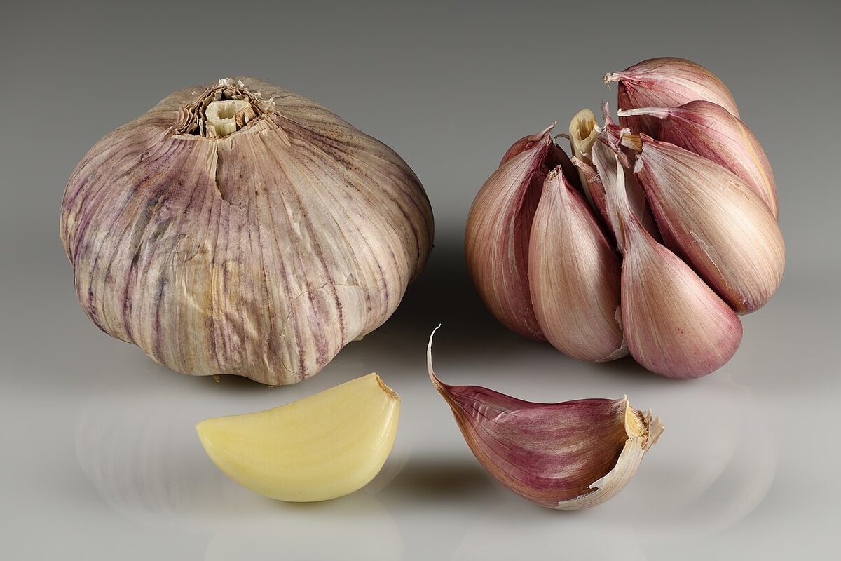 Чеснок (Allium sativum) — внешний вид растения