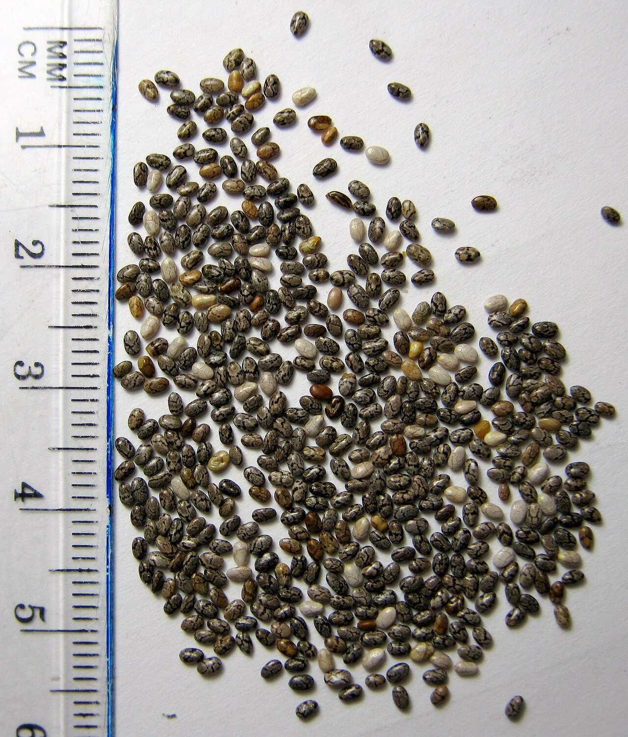 Чиа (Salvia hispanica) — внешний вид растения