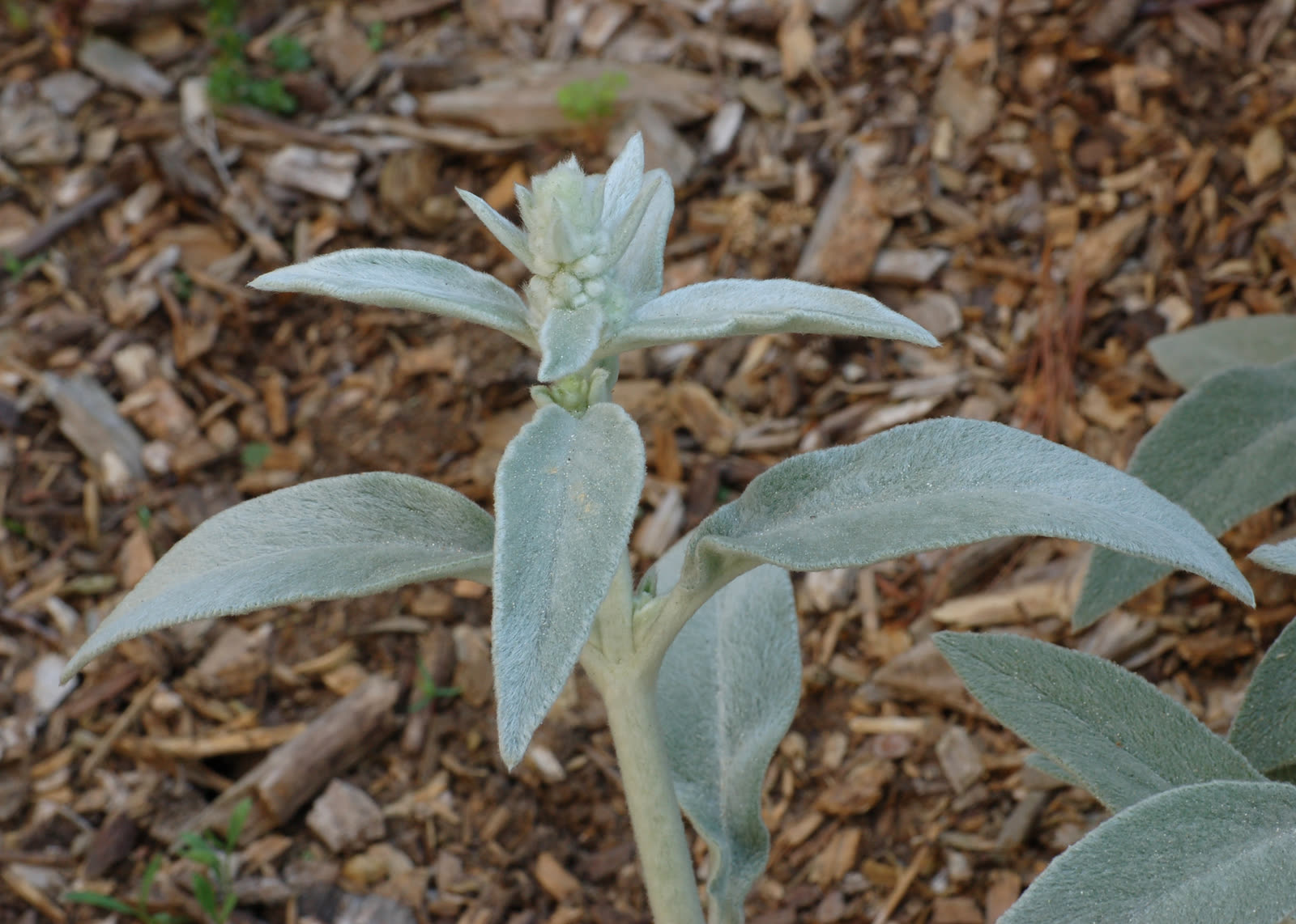 Чистец шерстистый (Stachys byzantina) — бархатистые серебристые опушённые листья