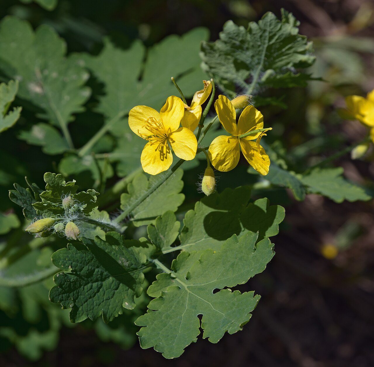 Чистотел (Chelidonium majus) — внешний вид растения