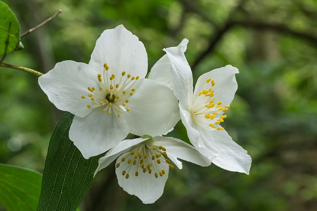 Чубушник (Philadelphus) — внешний вид растения