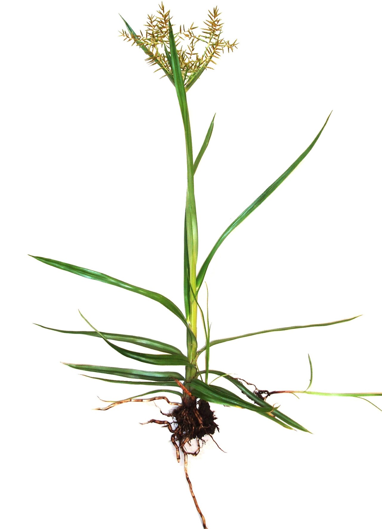 Чуфа (Cyperus esculentus) — внешний вид растения
