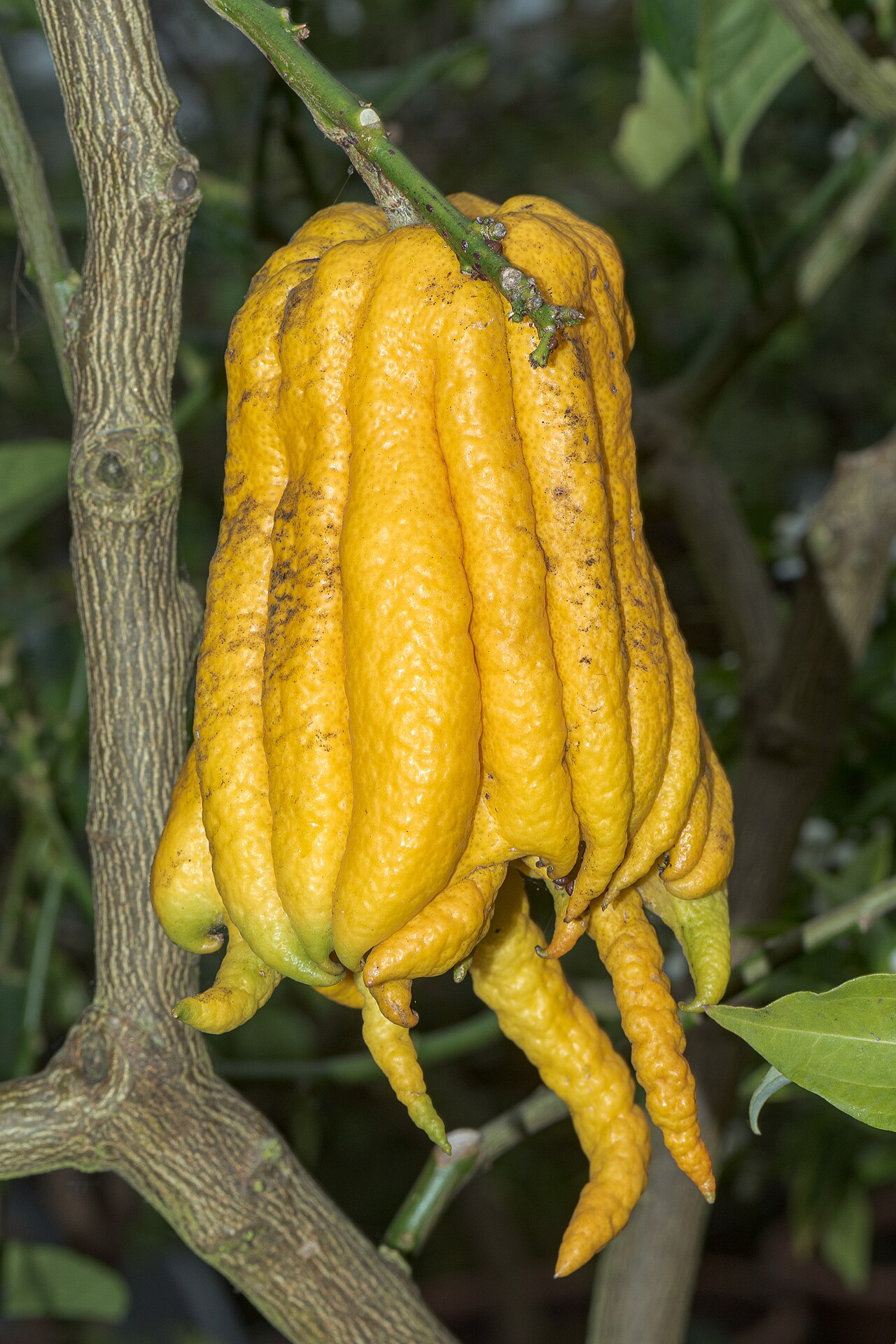 Цитрон (Citrus medica) — внешний вид растения