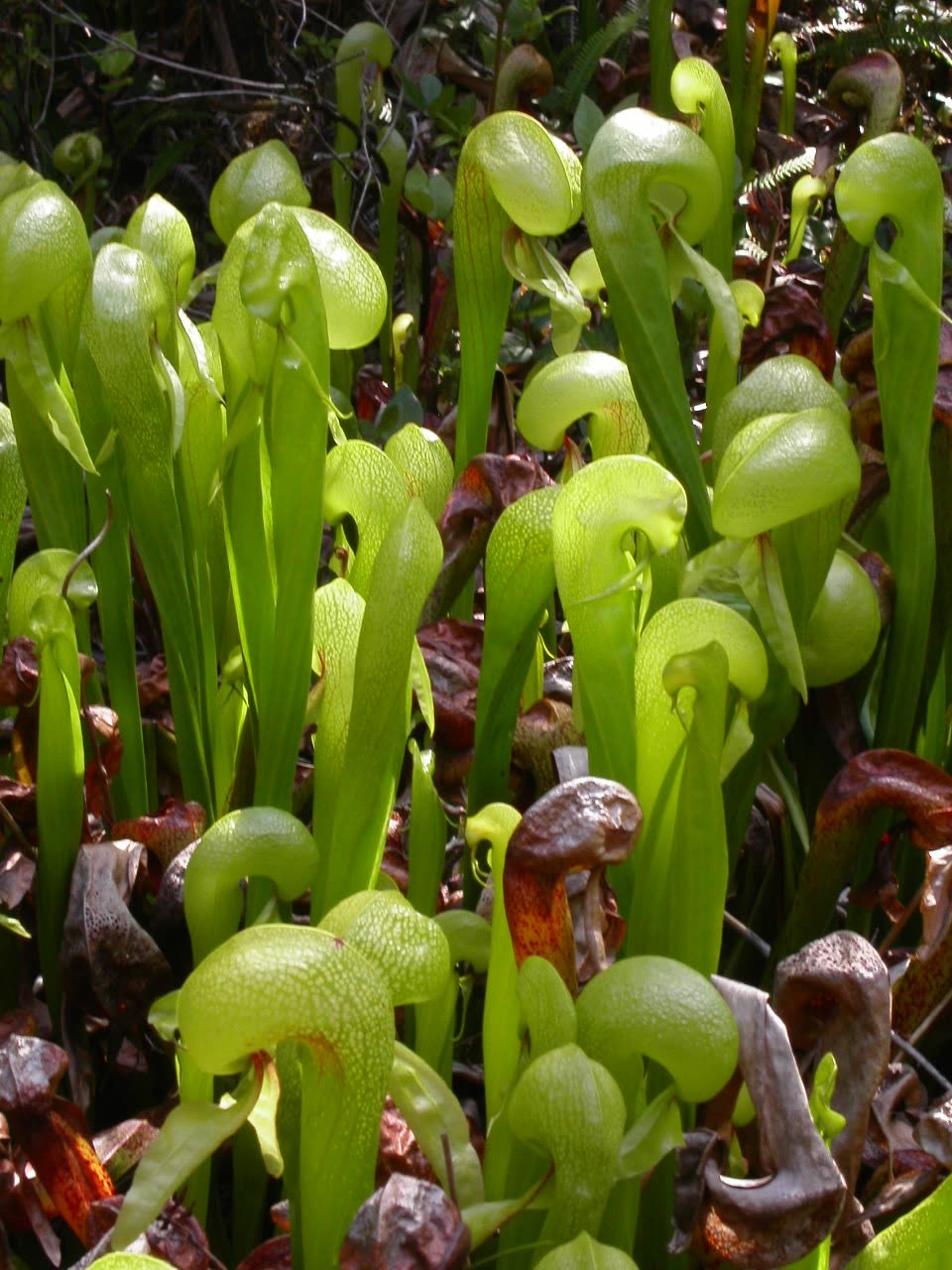 Дарлингтония калифорнийская (Darlingtonia californica) — ловушка в форме капюшона кобры