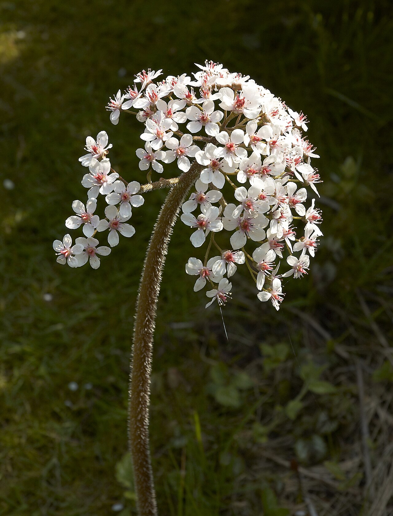 Дармера (Darmera peltata) — внешний вид растения