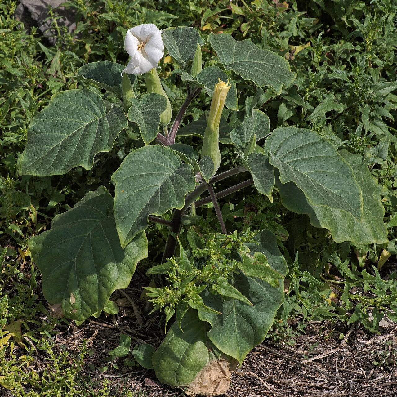 Датура (Datura) — внешний вид растения
