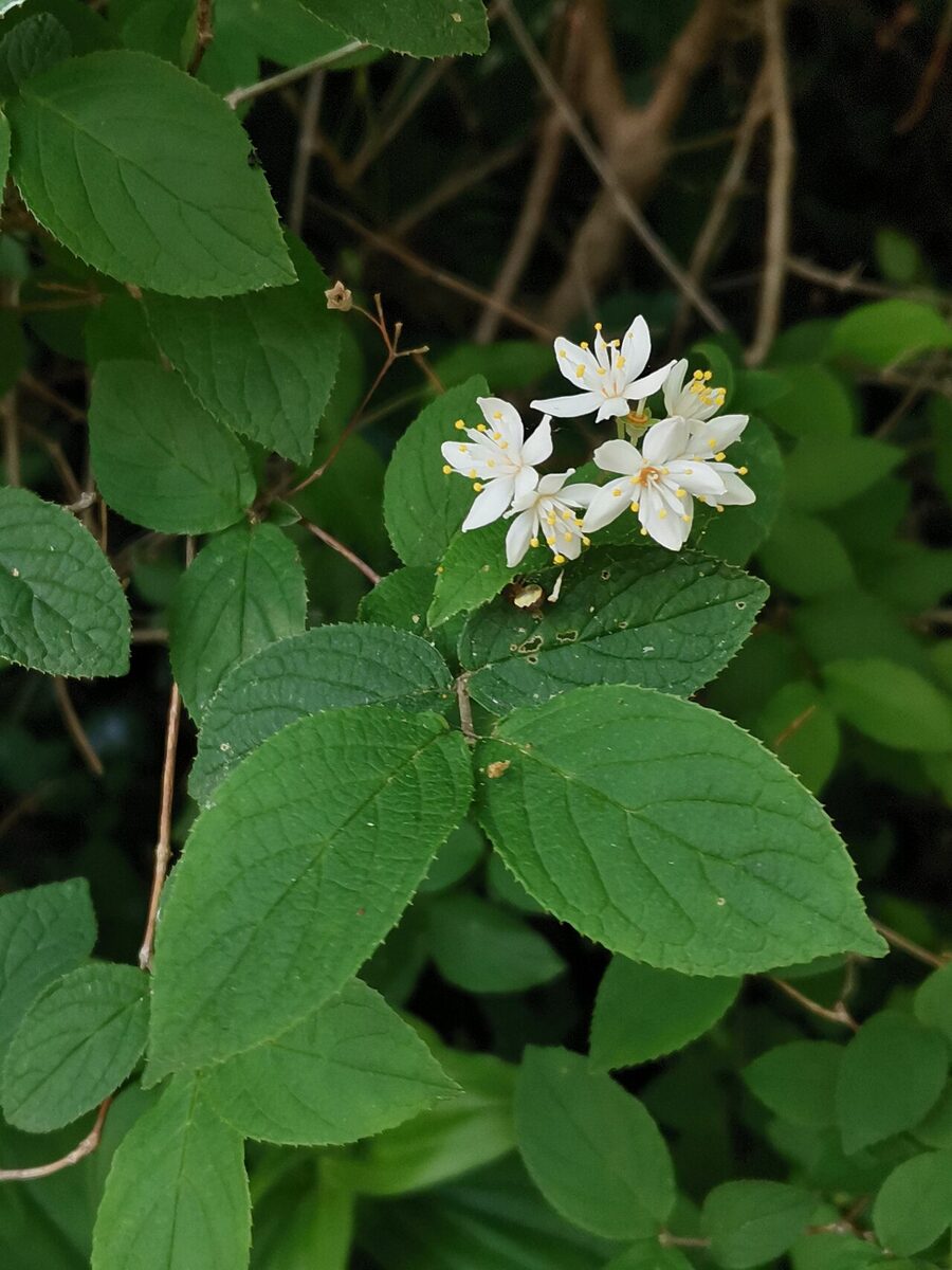 Дейция (Deutzia) — внешний вид растения