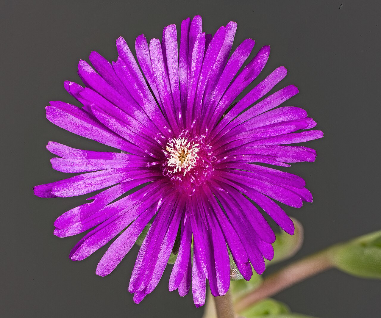 Делосперма (Delosperma) — внешний вид растения