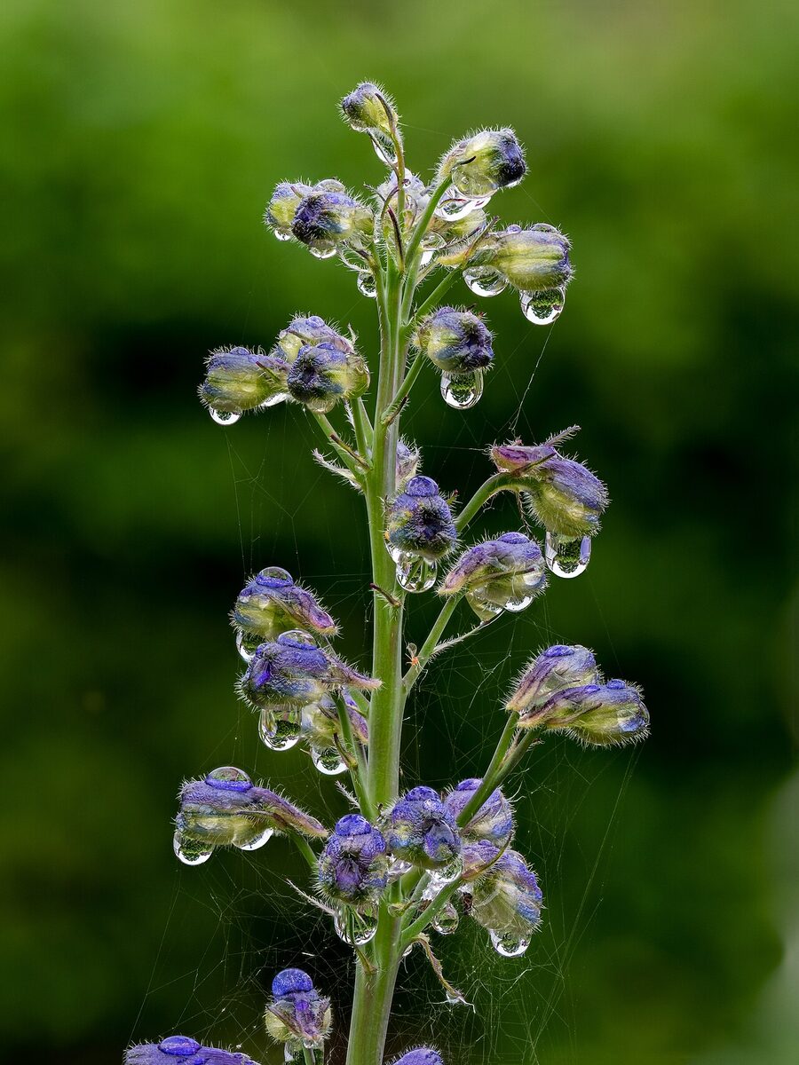 Дельфиниум (Delphinium) — внешний вид растения