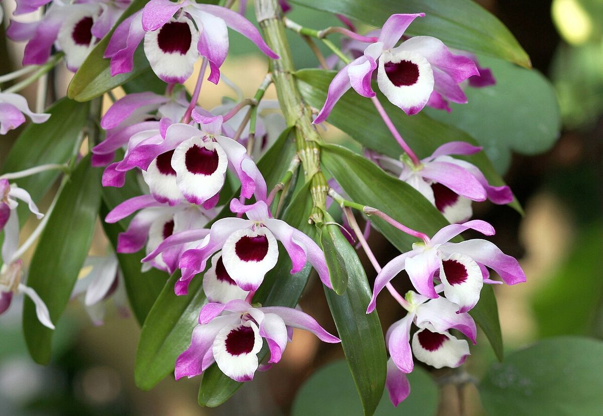 Орхидея дендробиум (Dendrobium nobile) — внешний вид растения