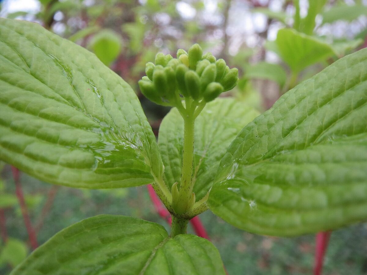Дёрен (Cornus) — внешний вид растения