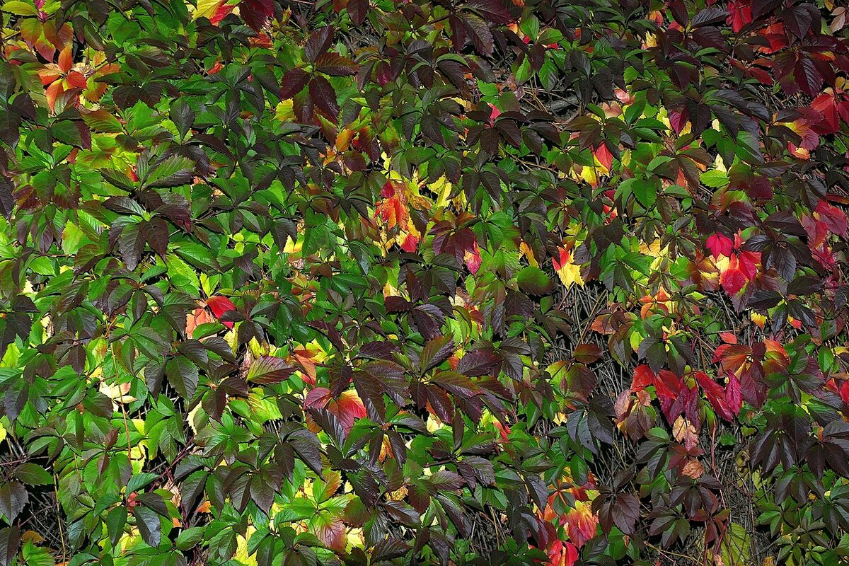 Девичий виноград (Parthenocissus quinquefolia) — внешний вид растения