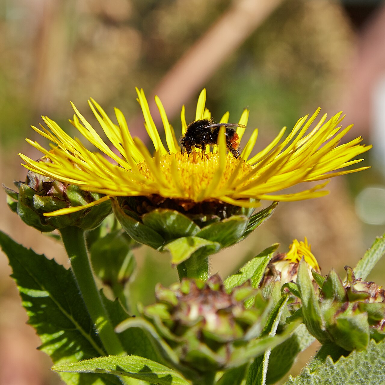 Девясил (Inula) — внешний вид растения