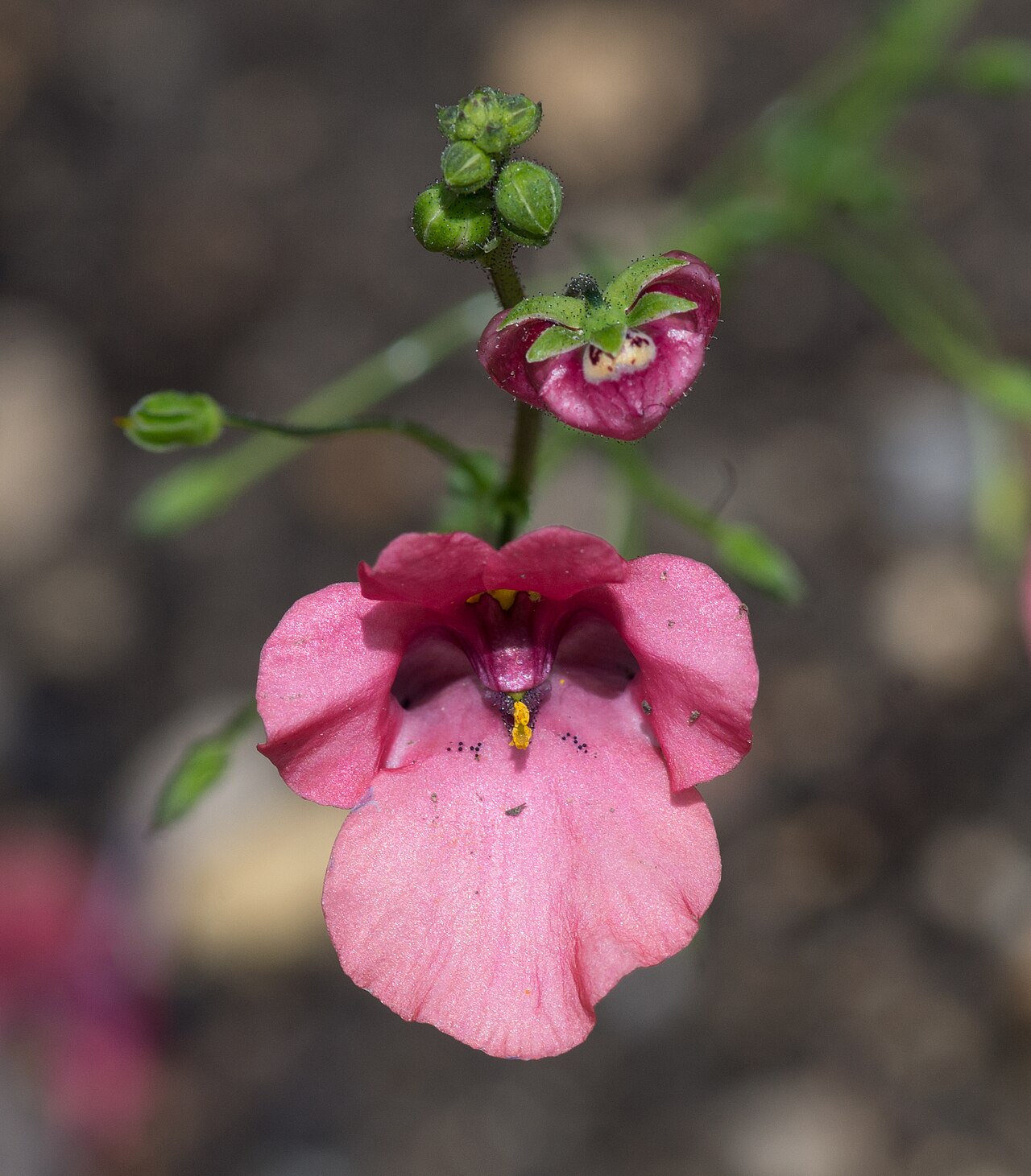 Диасция (Diascia) — внешний вид растения