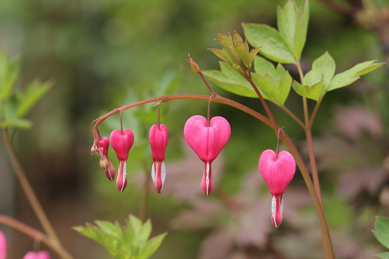 Дицентра (Lamprocapnos spectabilis) — внешний вид растения
