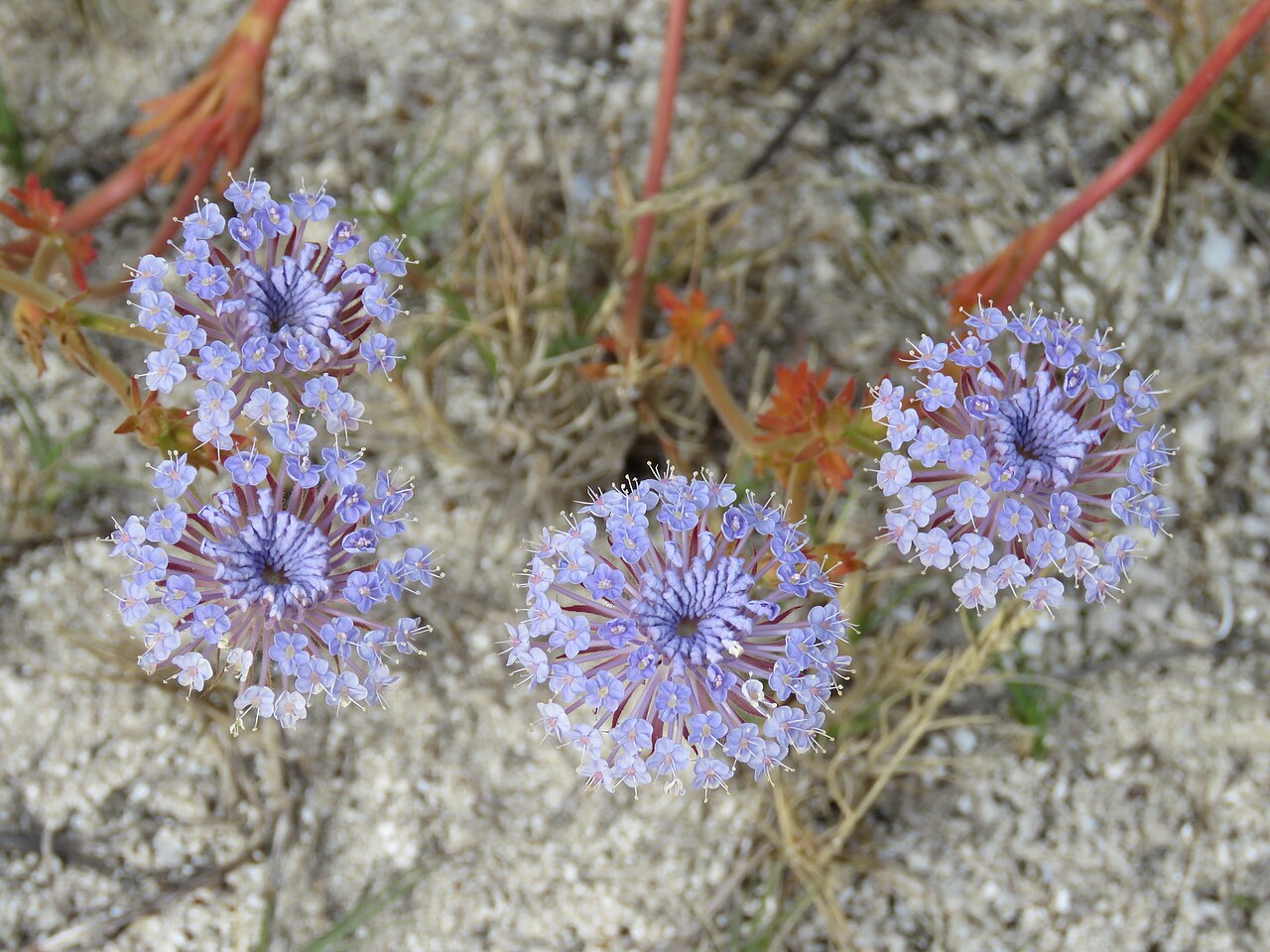 Дидискус (Trachymene coerulea) — внешний вид растения