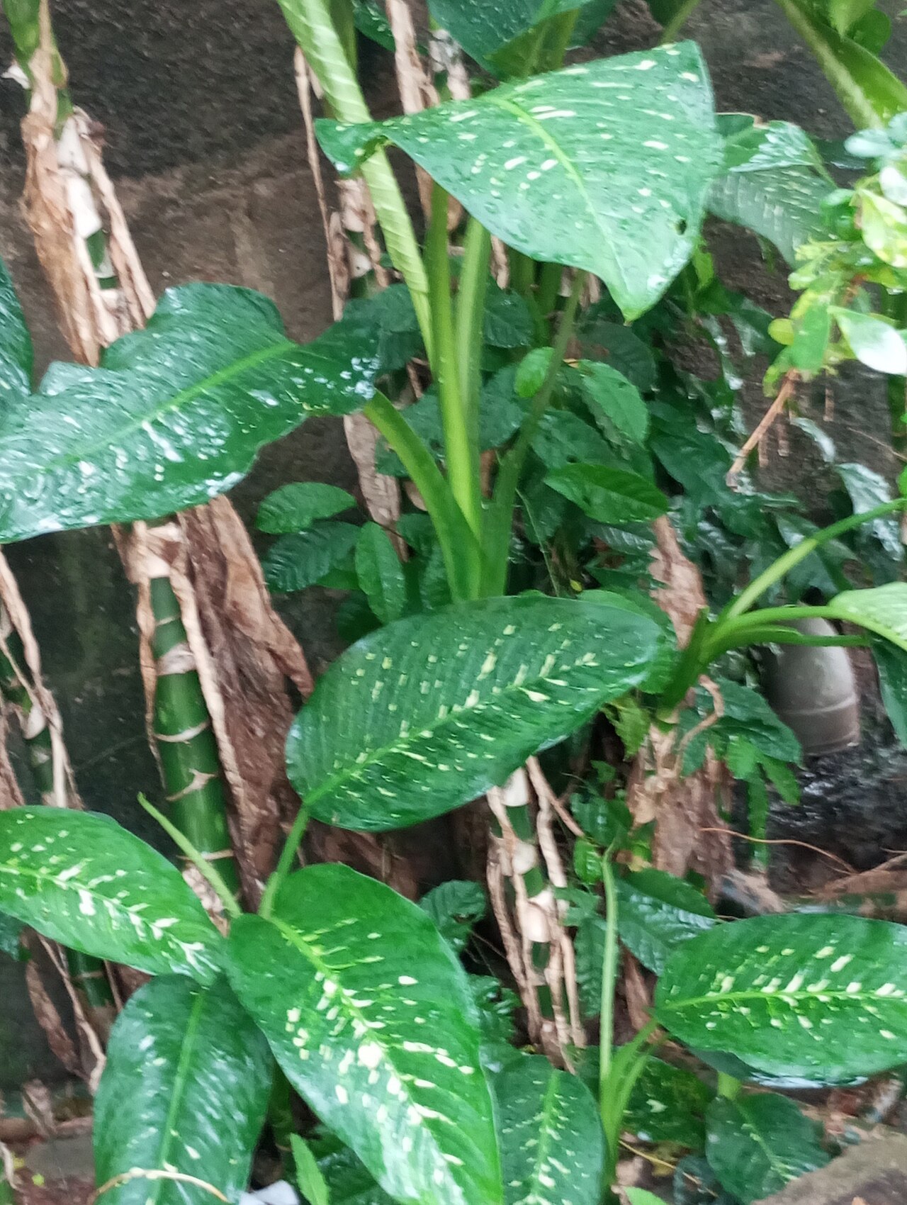 Диффенбахия пятнистая (Dieffenbachia seguine) с кремовыми пятнами на крупных овальных листьях