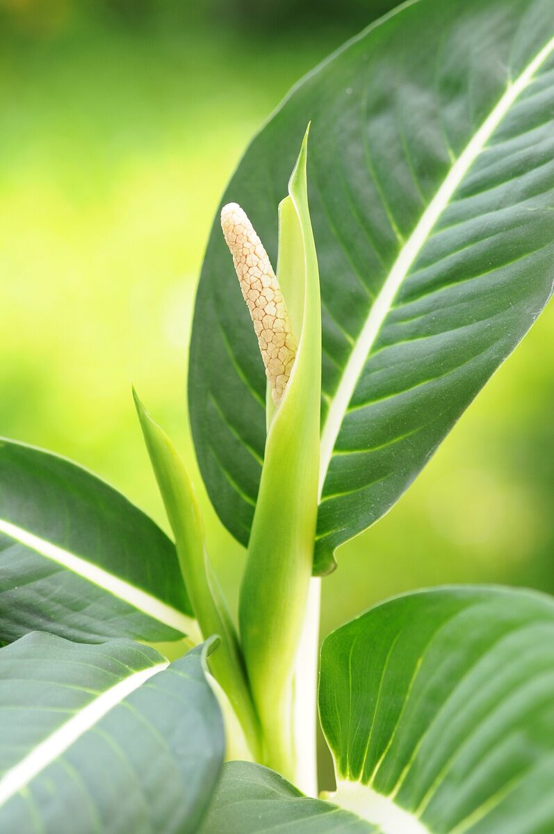 Диффенбахия (Dieffenbachia) — внешний вид растения